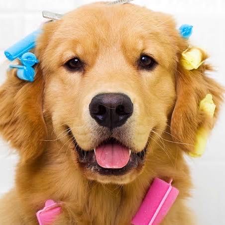 Imagem promocional da M.A Pet Shop: cachorro dourado com bobes coloridos